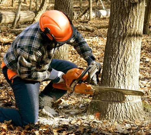 Tree Removal in Big Bend, WI